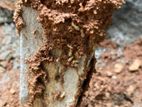 Pest control ( termite)