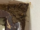Pest control ( termite )