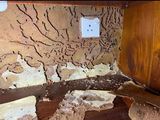 Pest control (termite )