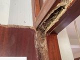 Pest control ( termite)