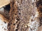 Pest control ( termite)