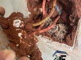 Pest control ( termite )