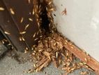 Pest control ( termite )