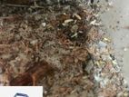 Pest control ( termite)