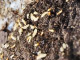 Pest control ( termite)