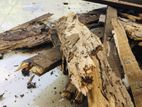 Pest control ( termite)