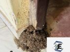 Pest control ( termite )