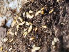 Pest control ( termite )