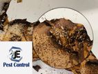 Pest control ( termite)