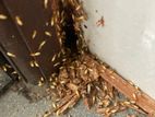 Pest control (termite )
