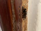 Pest control ( termite )