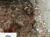 Pest control ( termite )