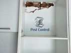 Pest control ( termite)