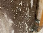 Pest control ( termite )