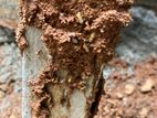 Pest control( termite )