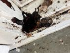 Pest control ( termite )