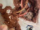 Pest control ( termite)