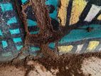 Pest control ( termite )