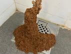 Pest control ( termite )