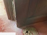Pest control ( termite)