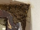 Pest control (termite )