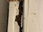 Pest control ( termite )