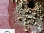 Pest control ( termite )