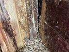 Pest control ( termite )