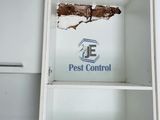 Pest control ( termite)