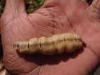 Pest control ( termite)