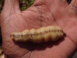 Pest control ( termite)