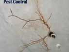 Pest Control (Termite)