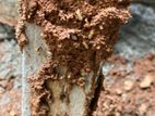 Pest control (termite )