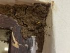 Pest control (termite )