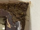 Pest control ( termite )