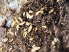 Pest control ( termite)