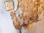 Pest control ( termite)