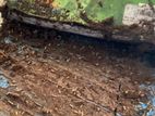 Pest control (termite )