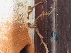 Pest control ( termite )