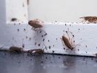 Pest Control Termite Treatment ( කෘමි උවදුරු මර්ධනය )