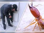 Pest Control Termite Treatment ( කෘමි උවදුරු මර්ධනය )