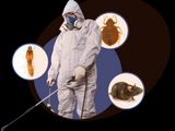 Pest Control Treatments