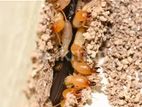 Pest Termite Control Services