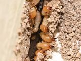 Pest Termite Control Services