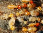 Pest Termite Control Services