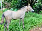 Pet Animal (Horse)