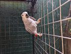 Congo Gray Parrot Pet Bird