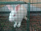 Pet Cage