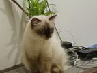 Himalayan Cats