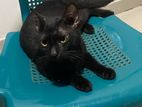 Cat for Kind Home